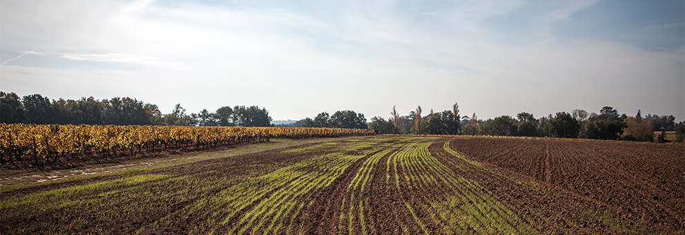 vignes