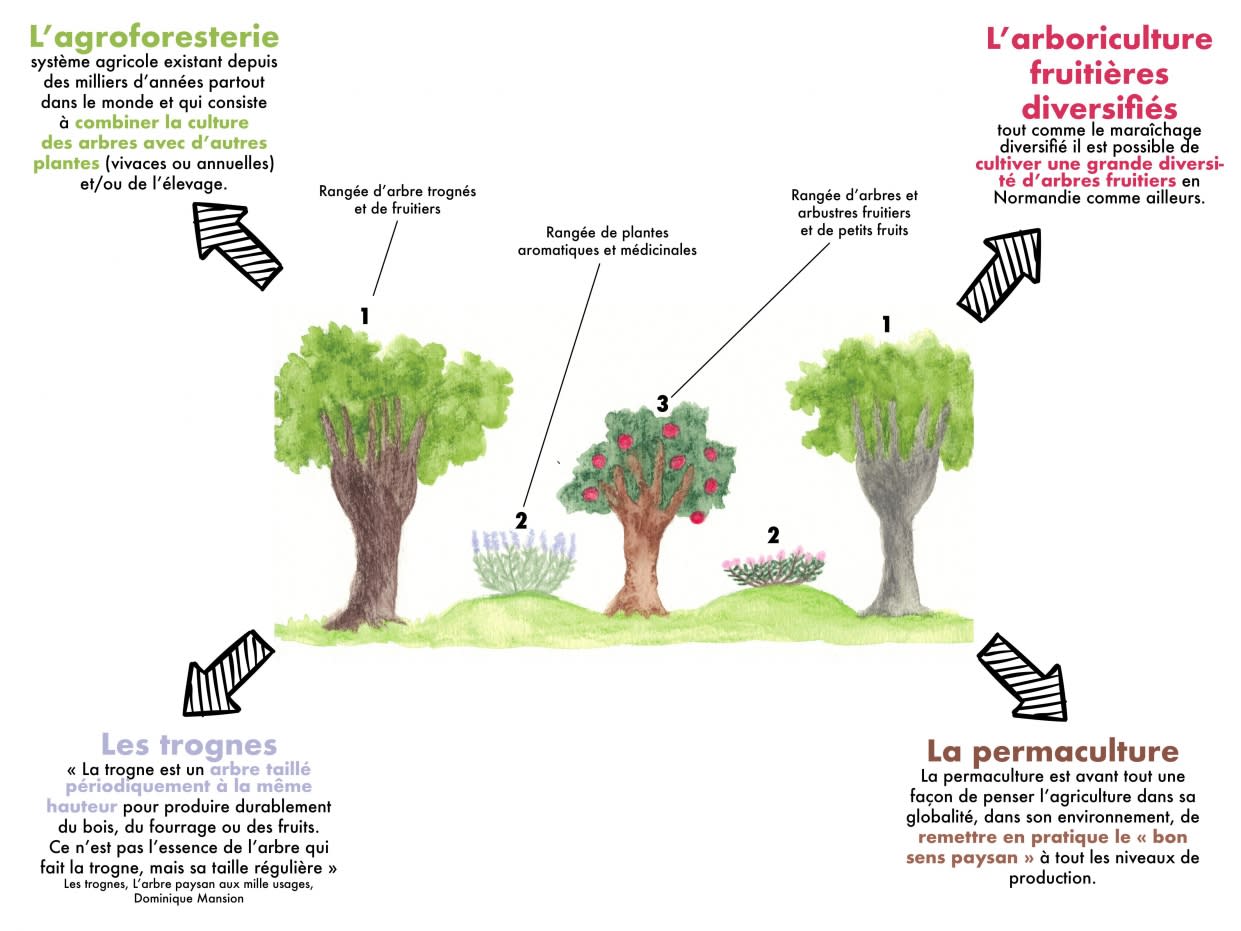 Le verger à noix  Pépinière aux Arbres Fruitiers