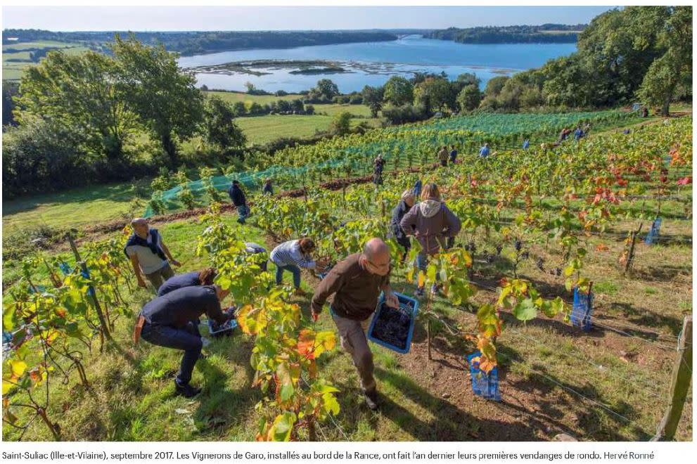 Photo vignoble avec mer