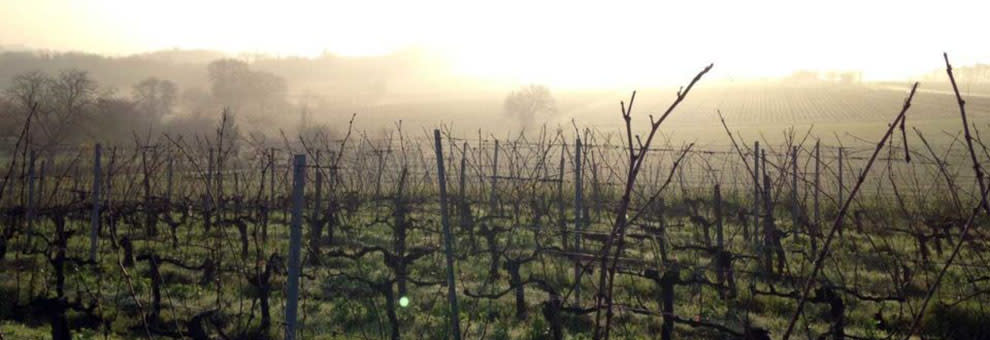 vignes brume