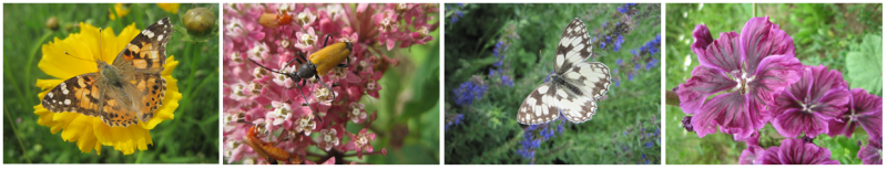 Tisanes et infusions bio normandes du Jardin de la Petite Bruyère