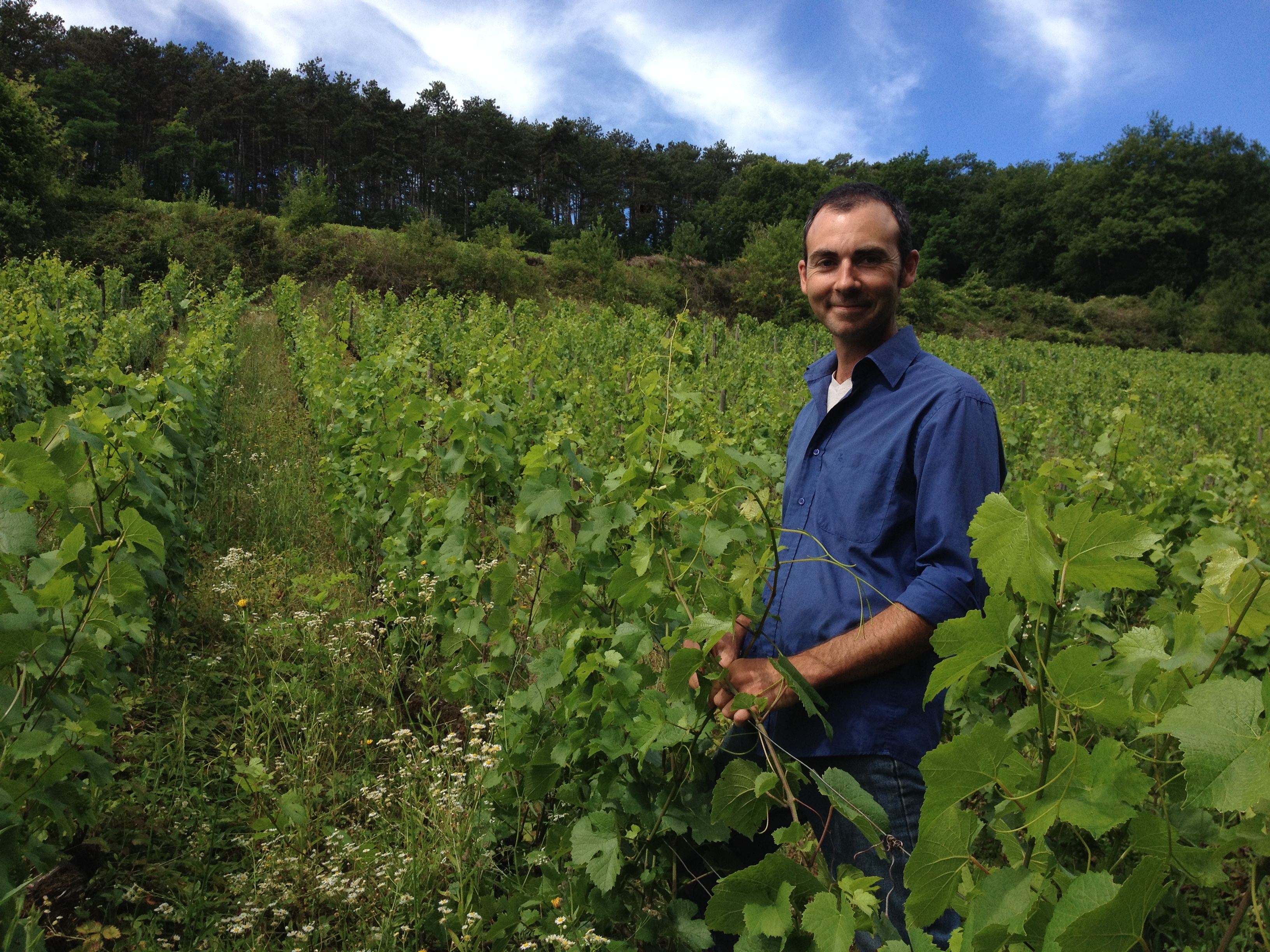 Plantation En Biodynamie En Bourgogne