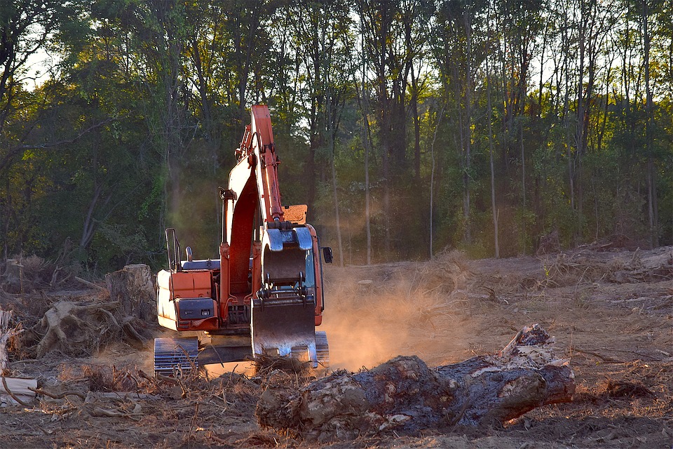 La déforestation : symbole de l’urgence climatique 