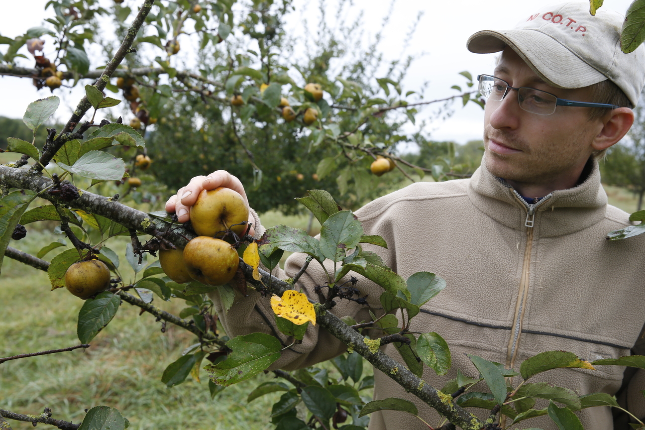 Vergers : Les pommes ont deux semaines d'avance - Terres et Territoires