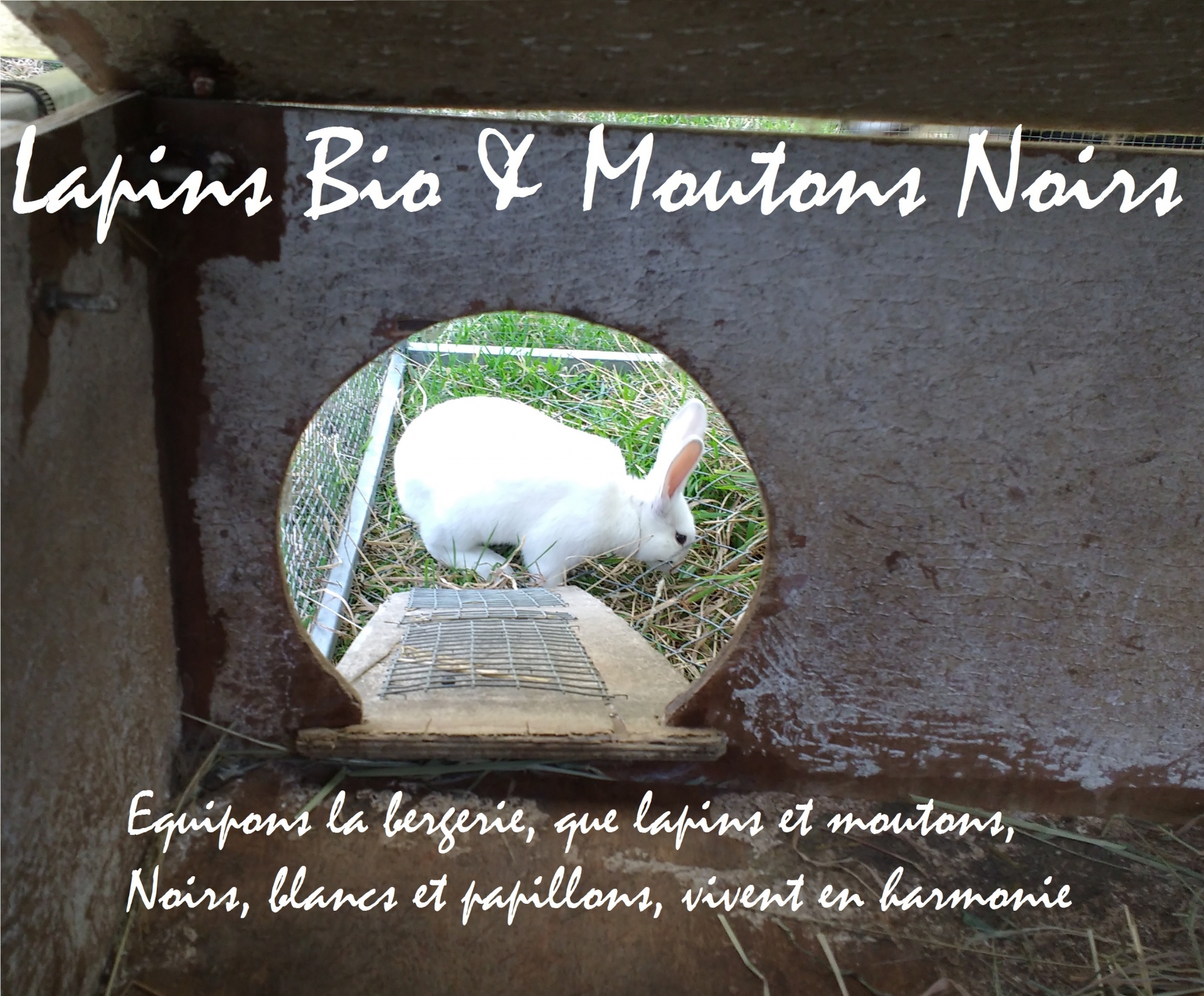 LAPINS BIO ET MOUTONS NOIRS