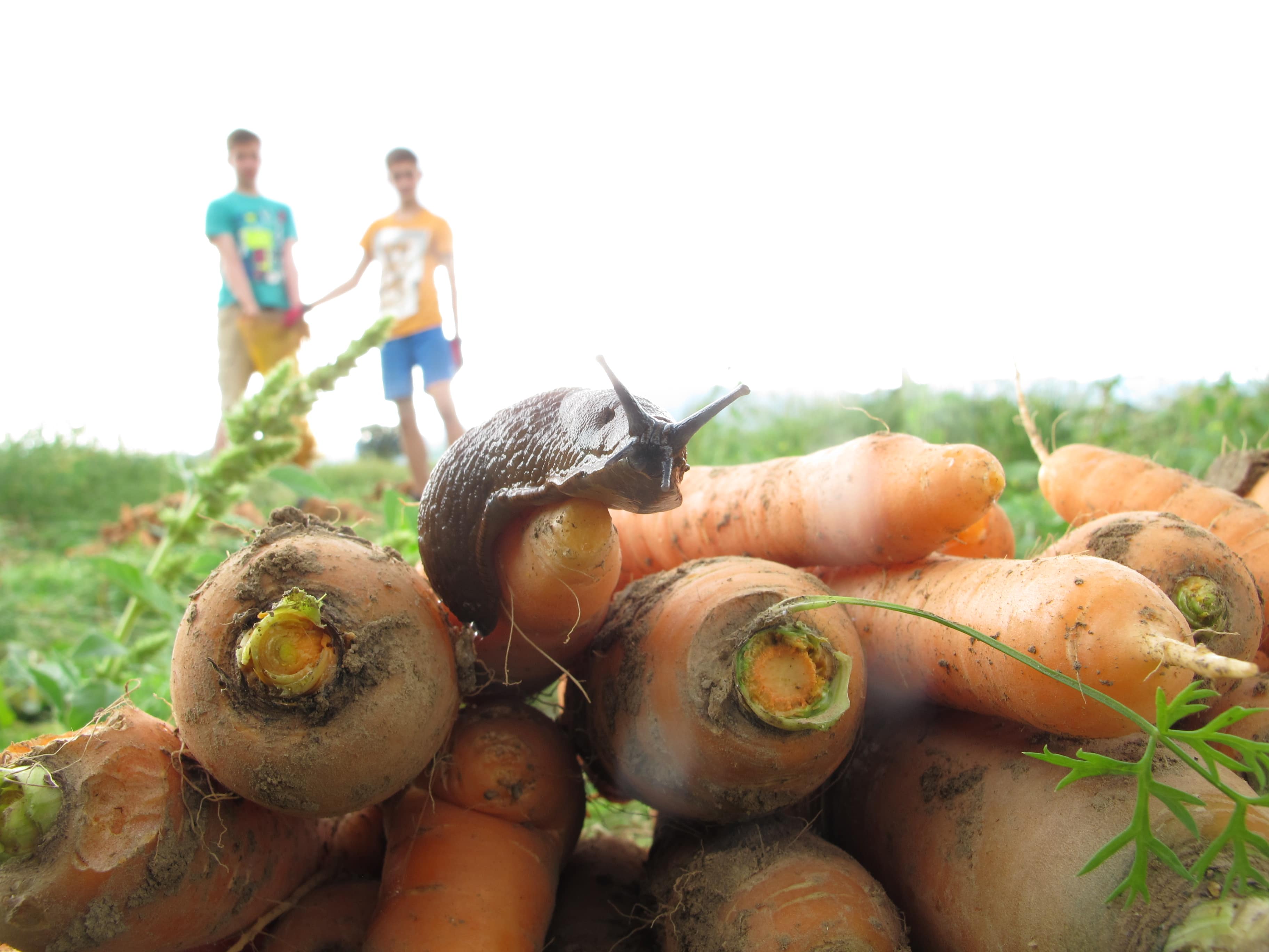 VOYAGE PÉDAGOGIQUE AVEC DES PAYSAN(NE)S EN ECOSSE 