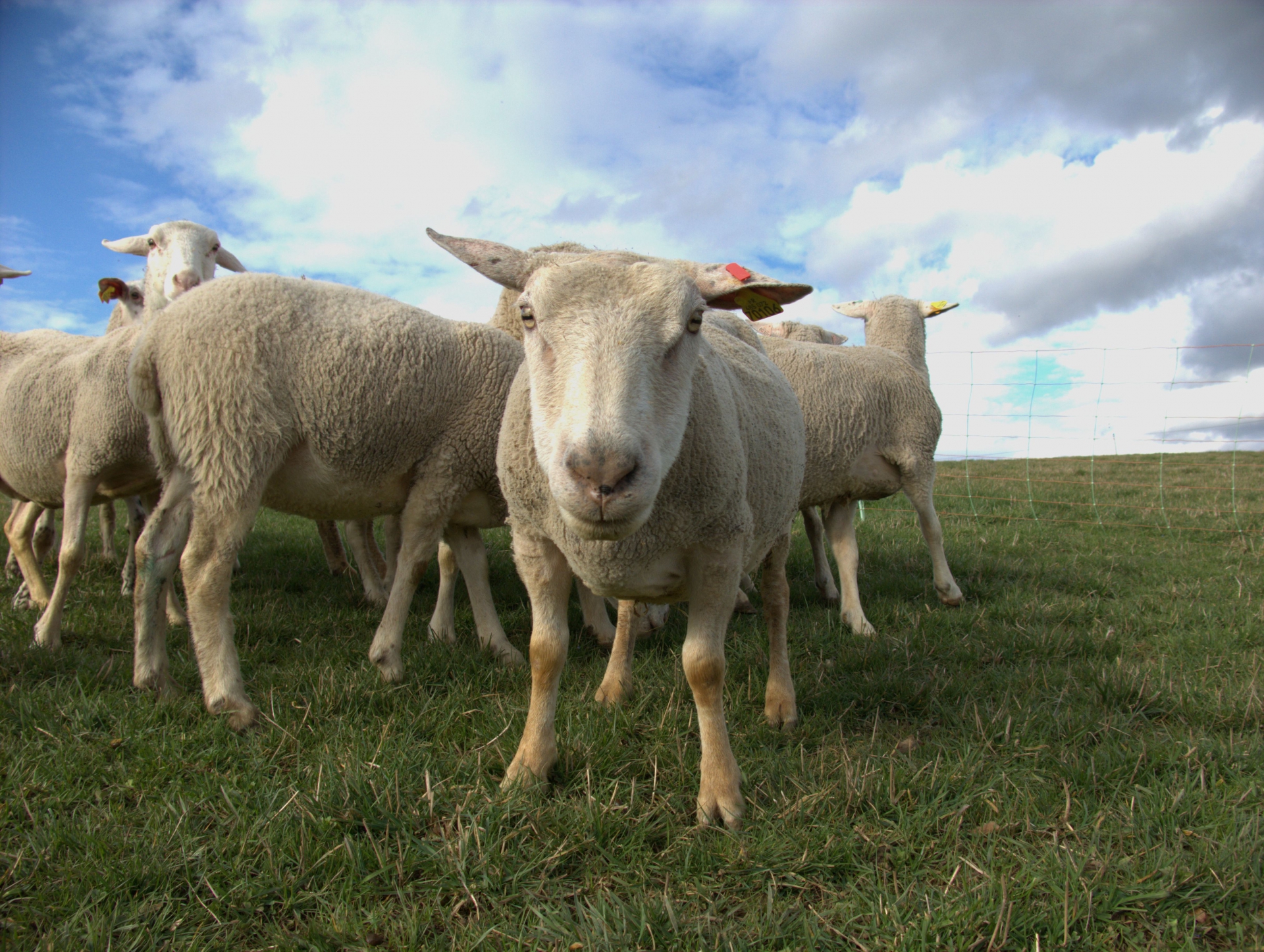 LES MOUTONS, CA BROUTE PAS SUR LE BÉTON !