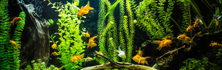 image_thumb_Un aquarium pour les enfants malades du CHPF
