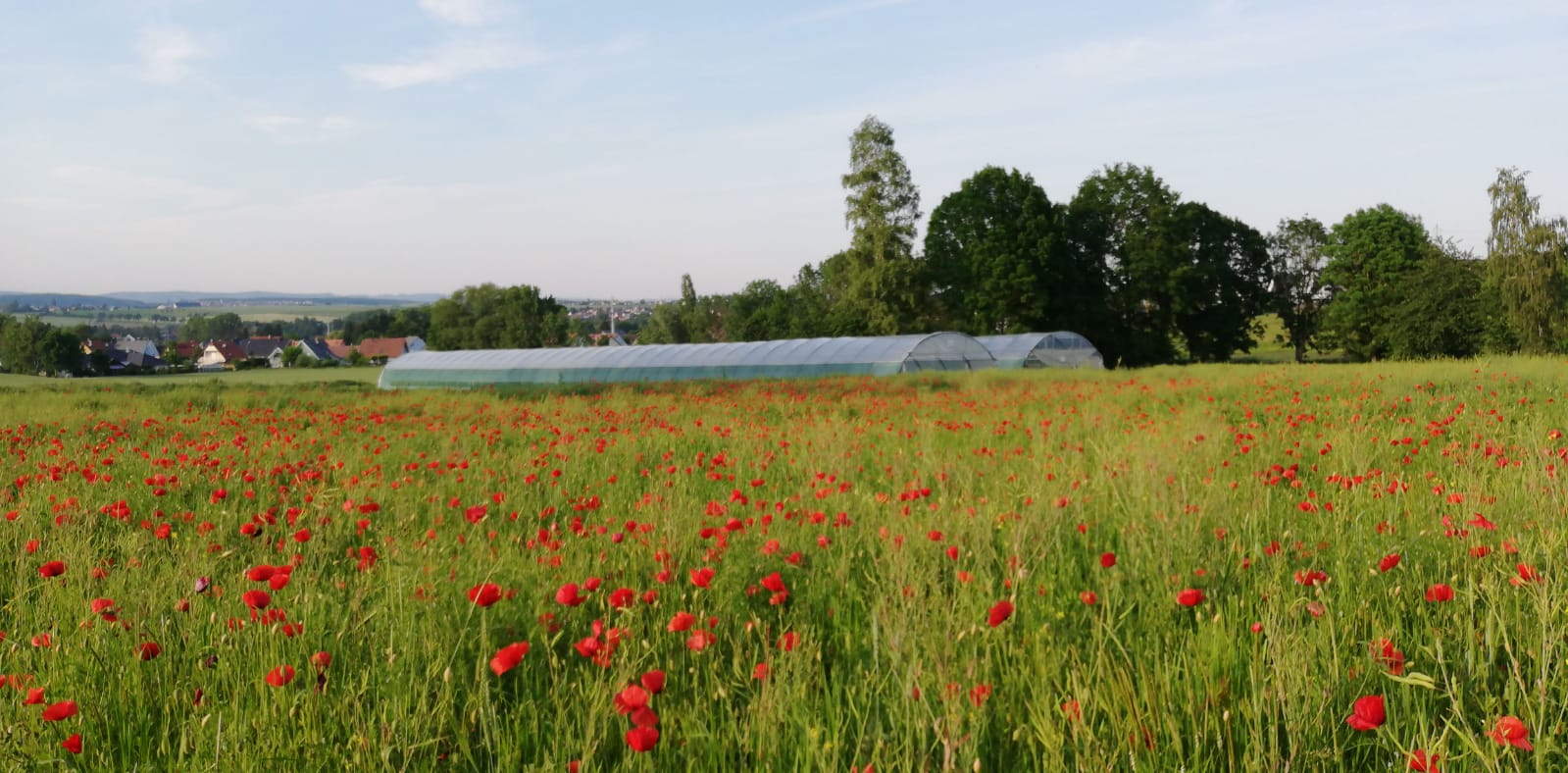 Des Oeufs pour la Colline !