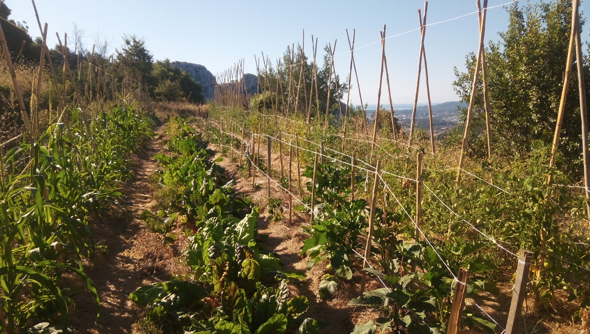 Collectif des Jardins Partagés