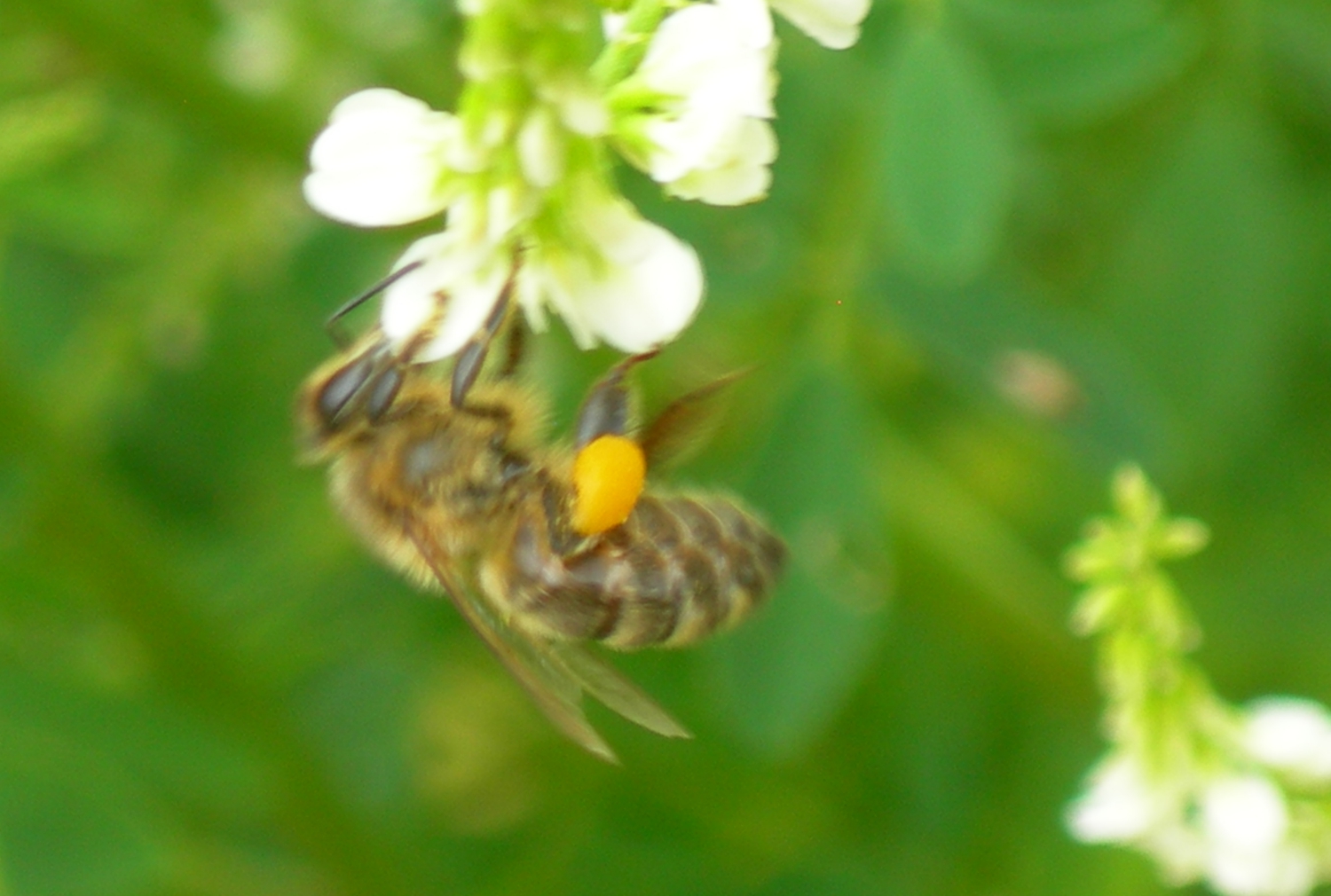 Faites le Bzzz : Parrainez  l’achat des essaims !