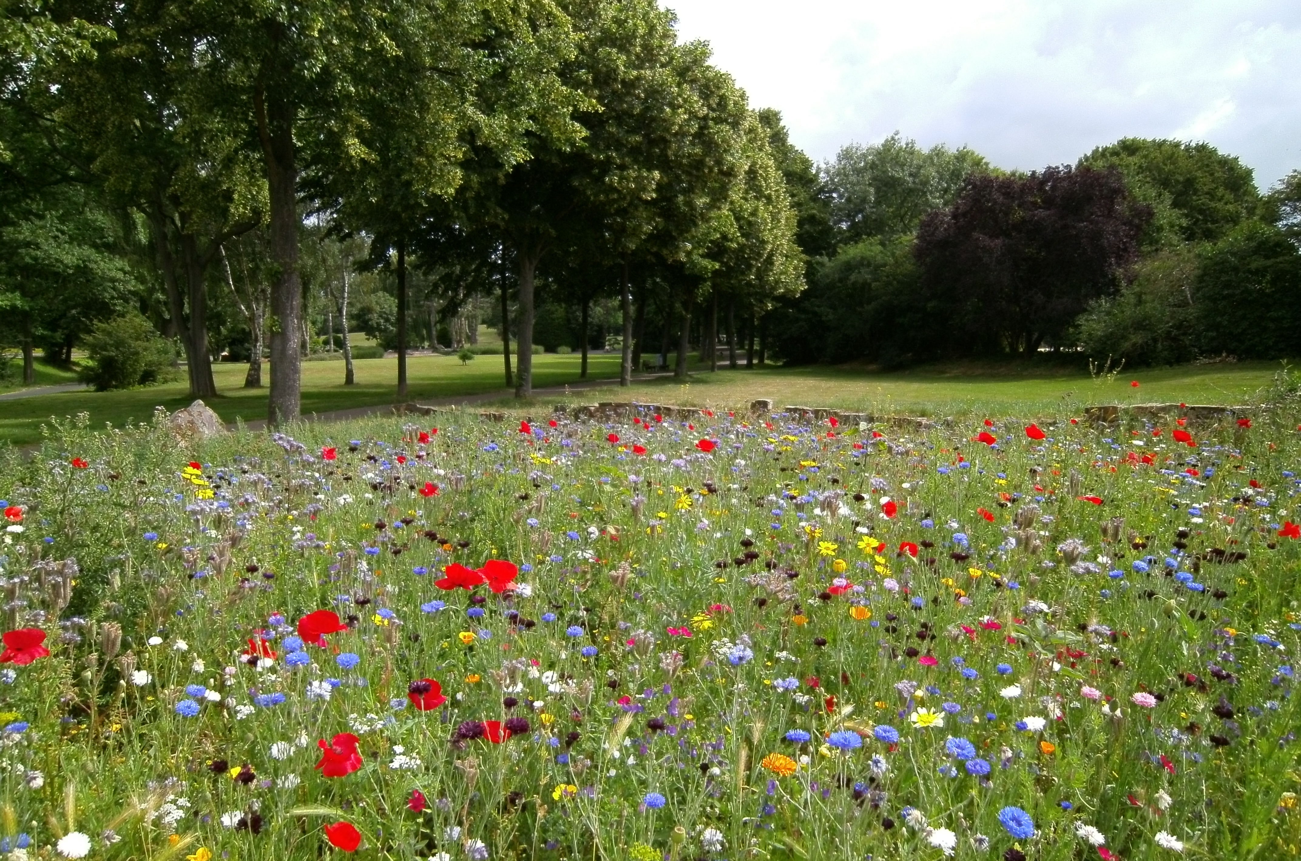 Une prairie fleurie pour les jeunes sourds