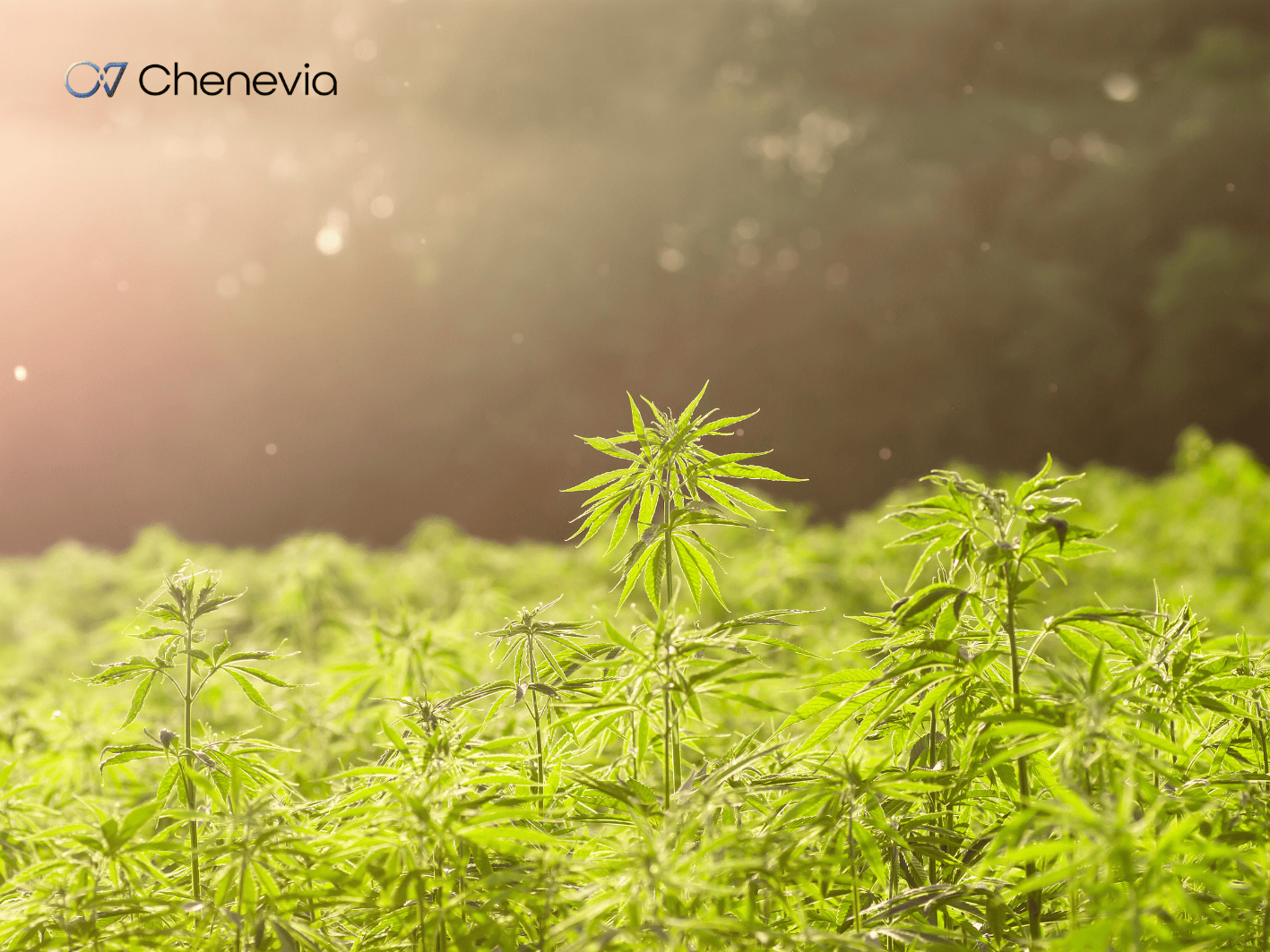 Chenevia - Obligations Convertibles
