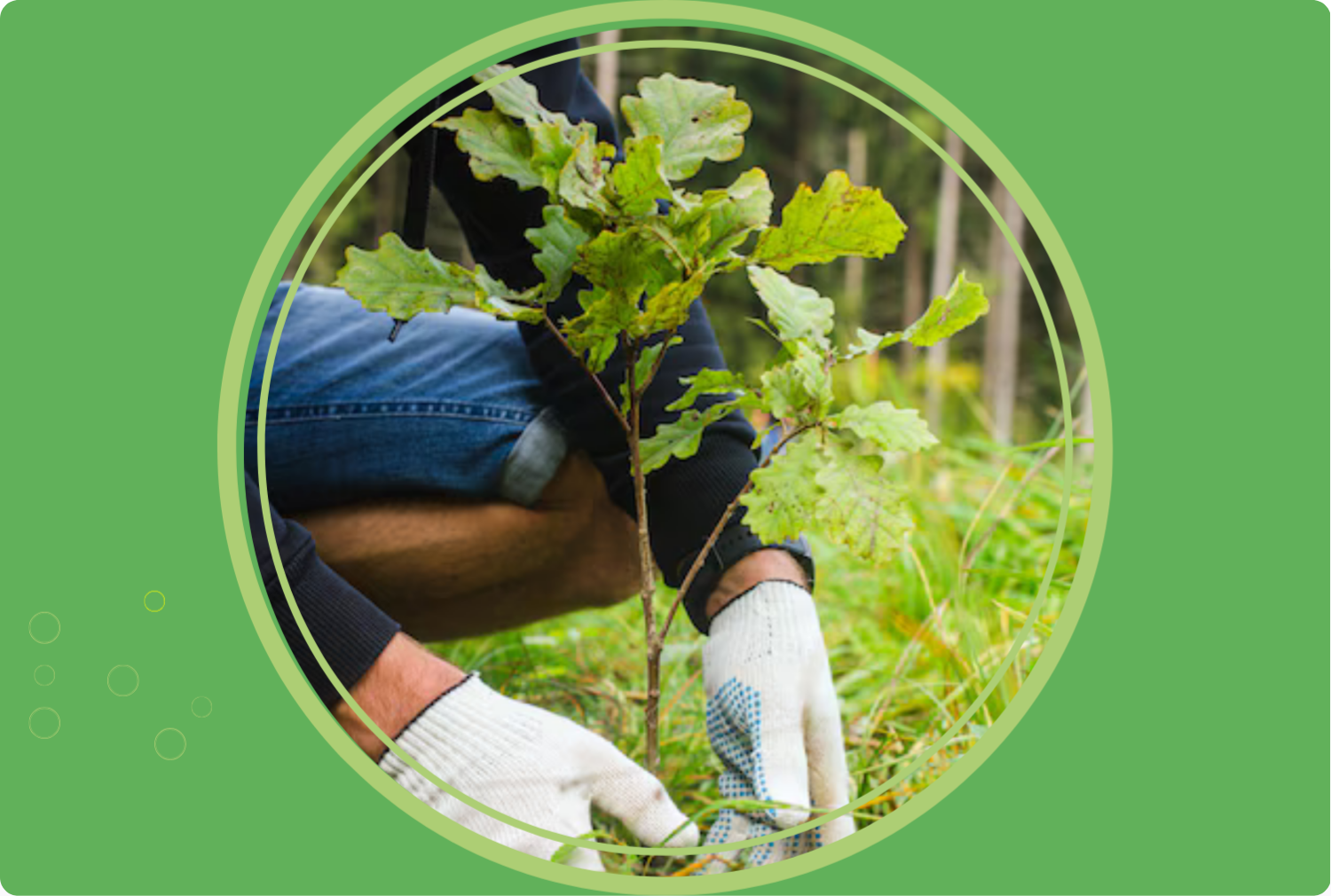 Un arbre, une forêt