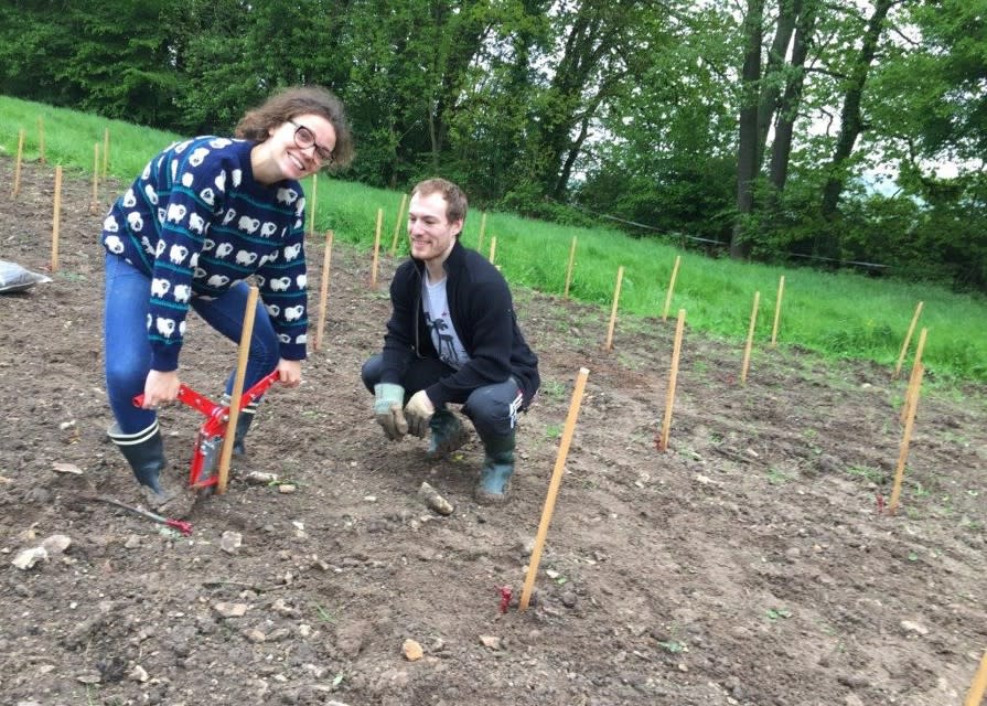 Plantation de Pinot Noir