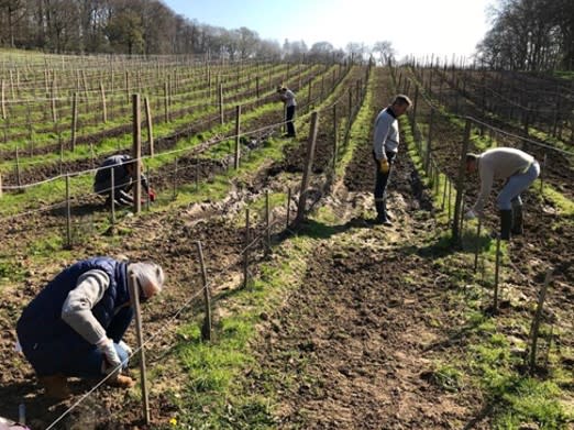 Entretien des vignes du Clos Ferout