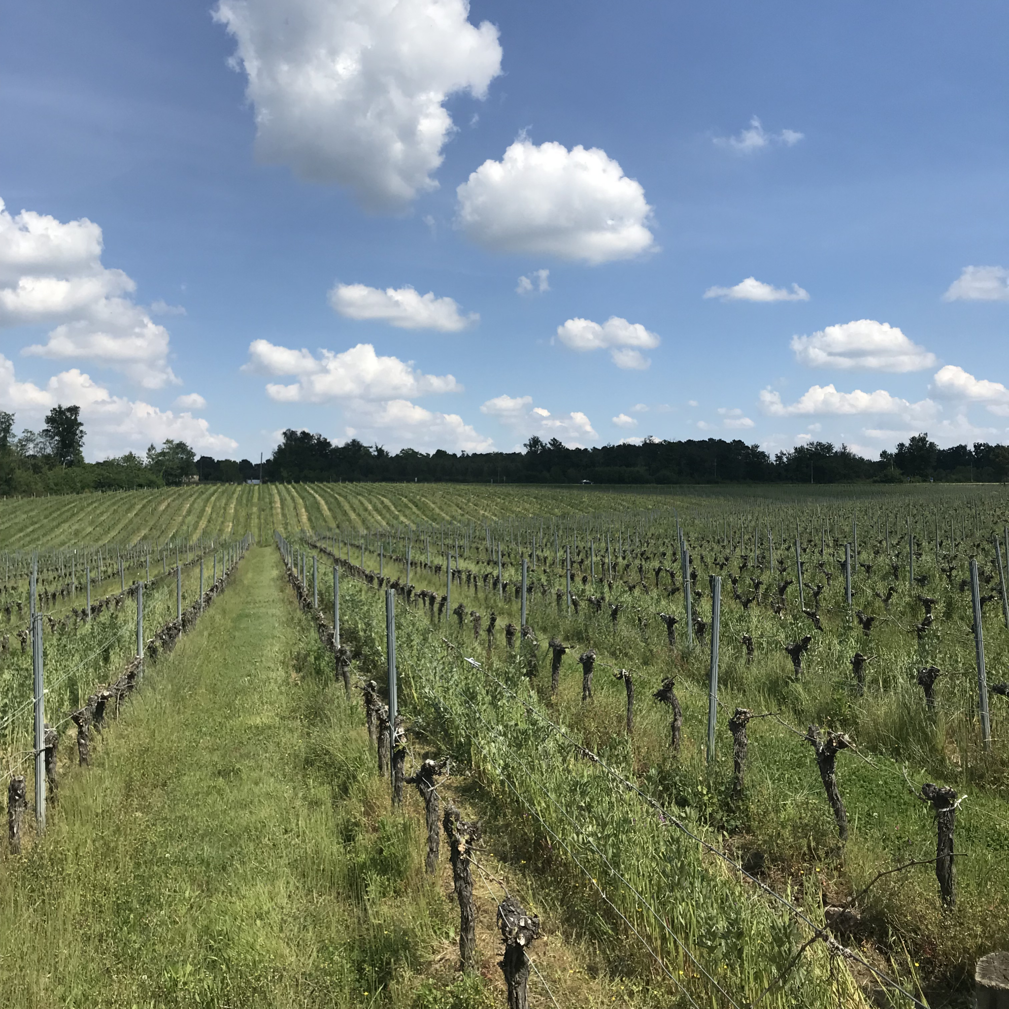 parcelle de vigne dans les graves