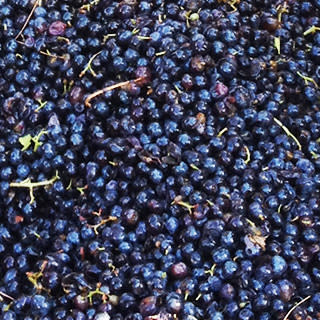 Grenache