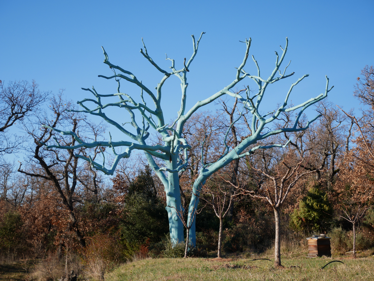 Arbre chêne bleu