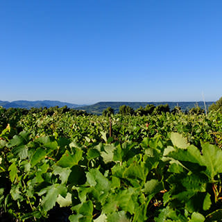 Vignes du Château Montplaisir