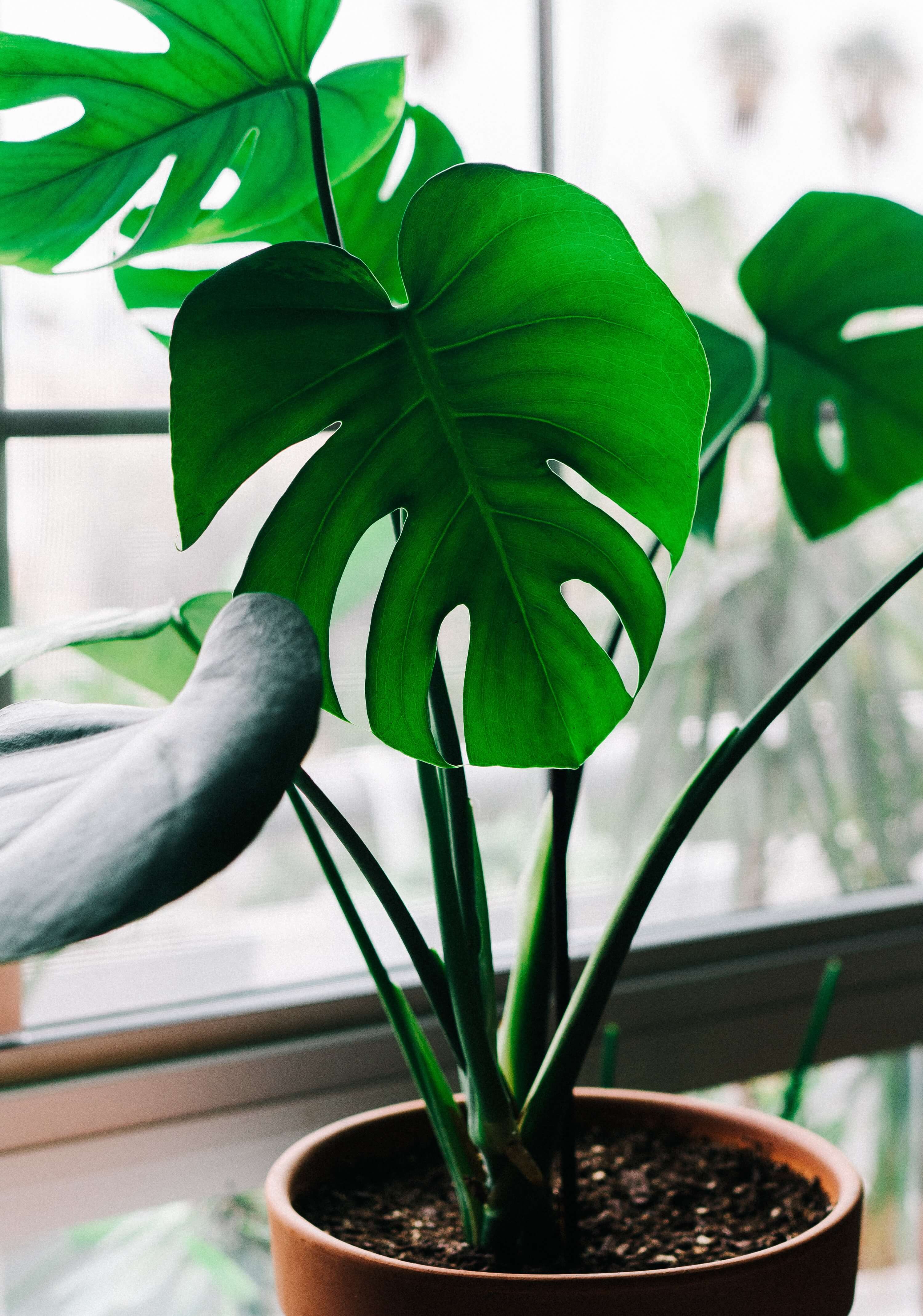 monstera plant