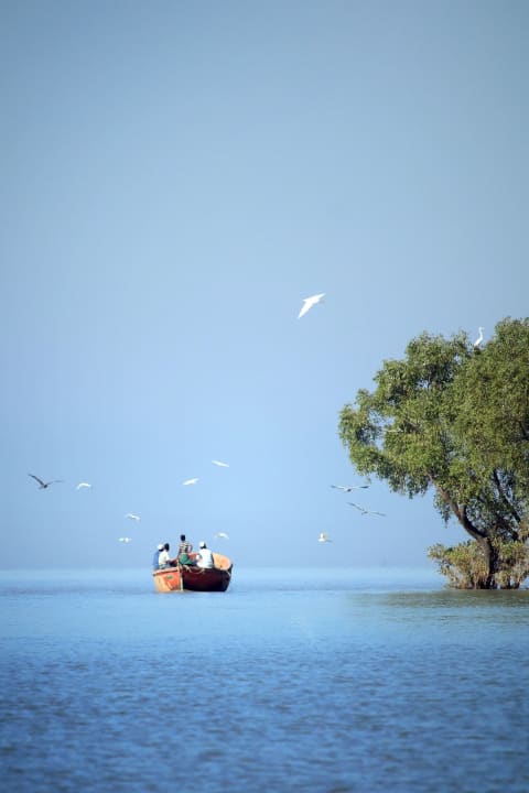 A small boat on calm blue water beside a tree
