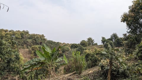 Trees and bushes on the hilltop at Nilgiri