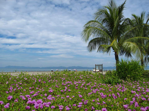 Palm trees and beach on Saint Martin’s Island