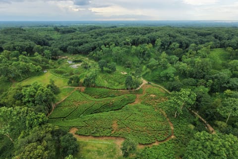Tea gardens and forest at Srimangal, seen from above