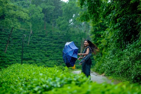 A woman with an umbrella on a rainy tea garden path in Srimangal