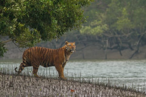 A Royal Bengal tiger on a riverbank in the Sundarbans