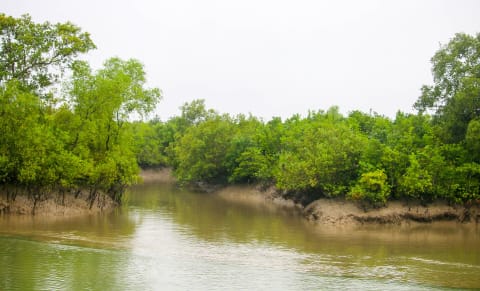 A river winding through the Sundarbans mangrove forest