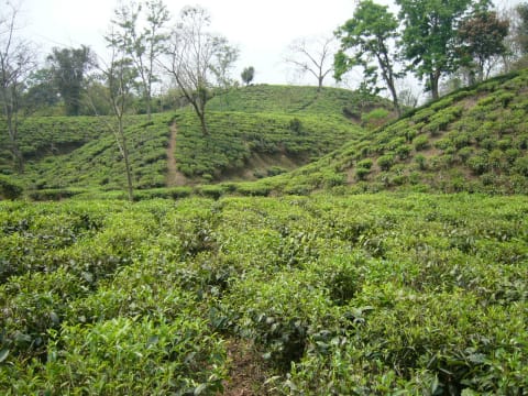 A tea garden in Srimangal under shade trees