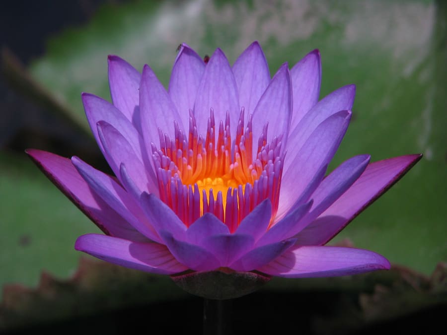 Madhabpur Lake