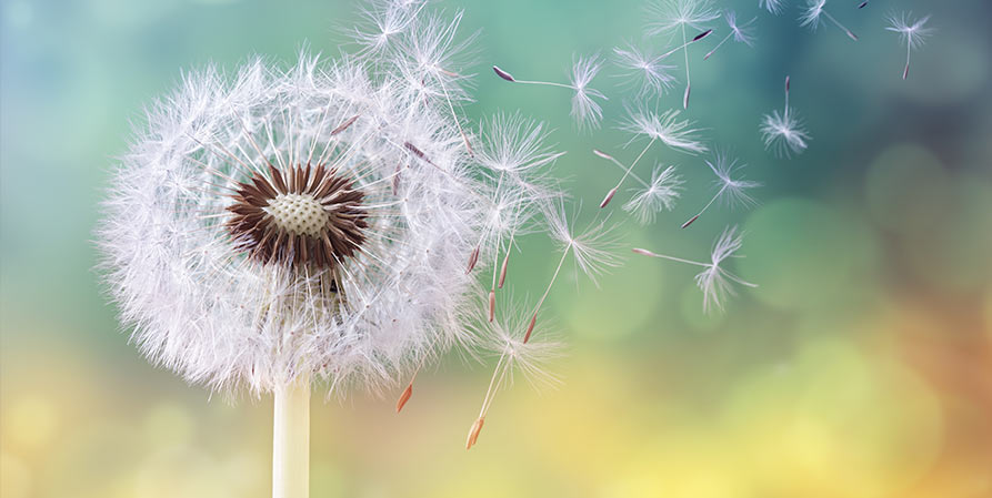 dandelion