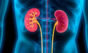 Prevent Chronic Kidney Disease with a Simple Test