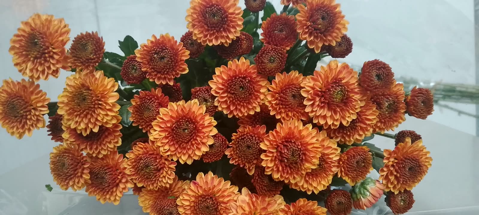 Chrysanthemums