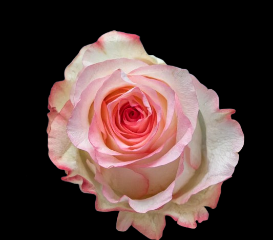 Premium Roses