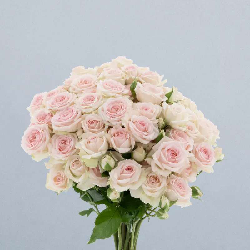 Premium Spray Roses