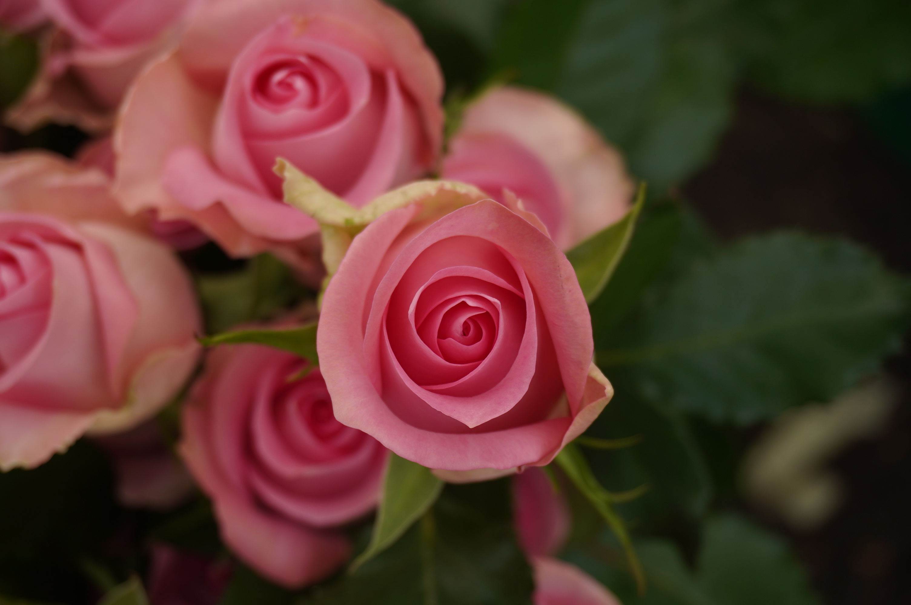 Standard Roses