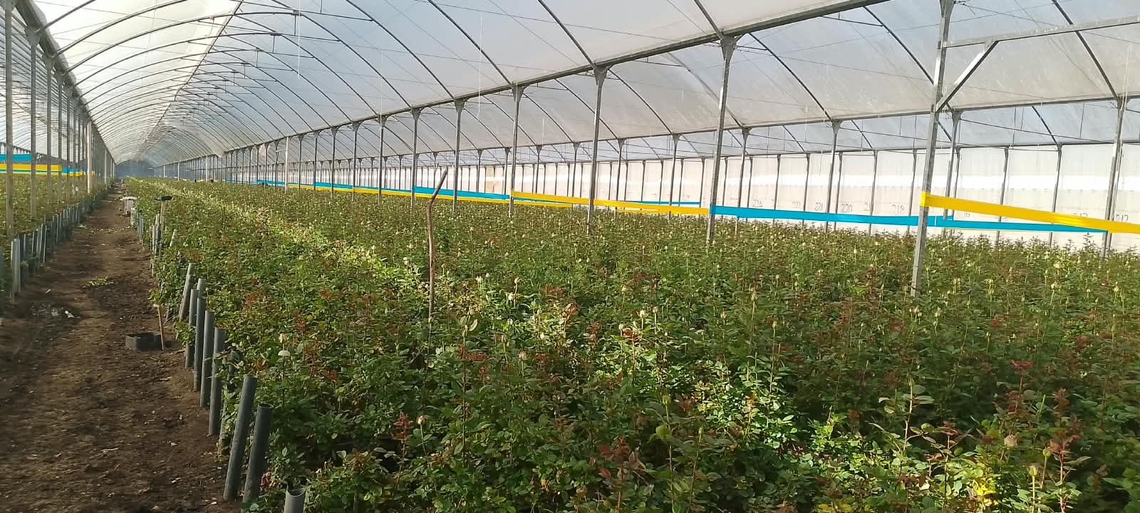 A highland farm built for flowers