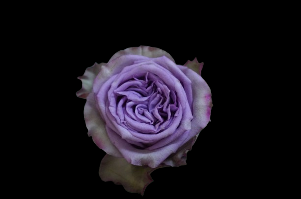 Dolcetto