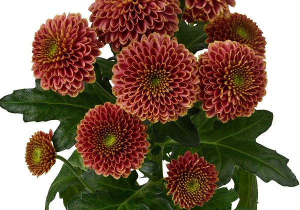 Doria Cherry