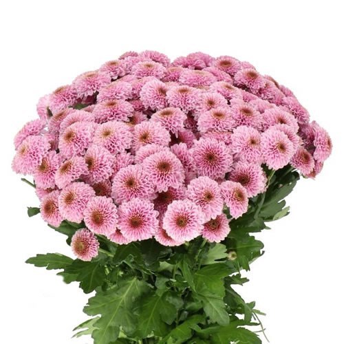 Doria Pink