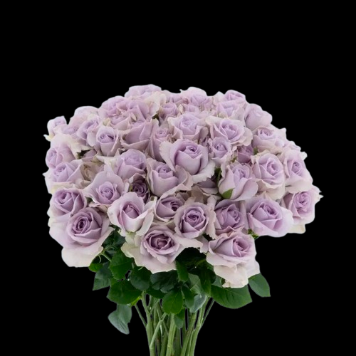 Lavender Dream