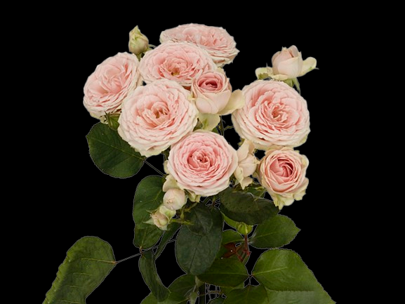 Sweet Gissele