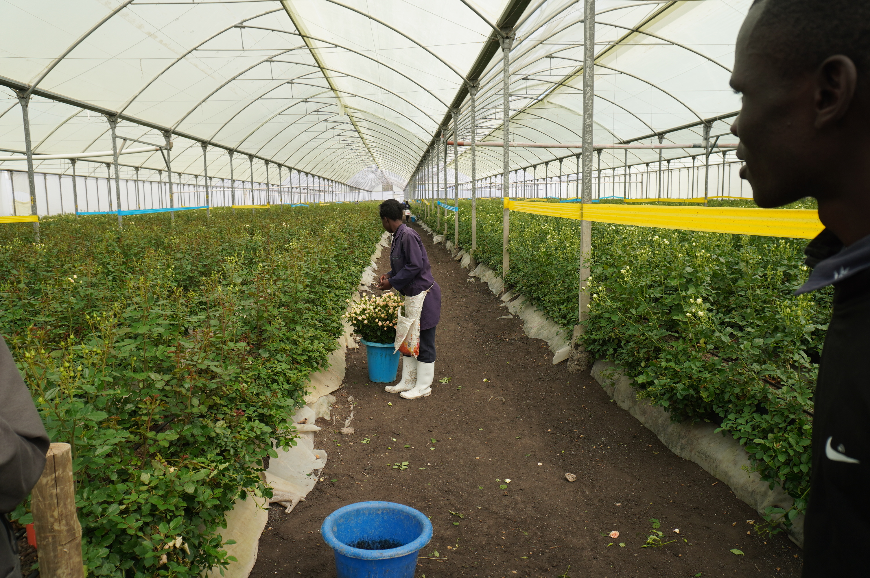 Maua AgriTech farm