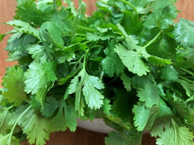 Coriander Bunch