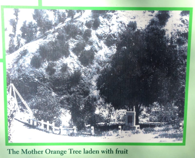 NO. 1043 Mother Orange Tree of Butte County - Original Location