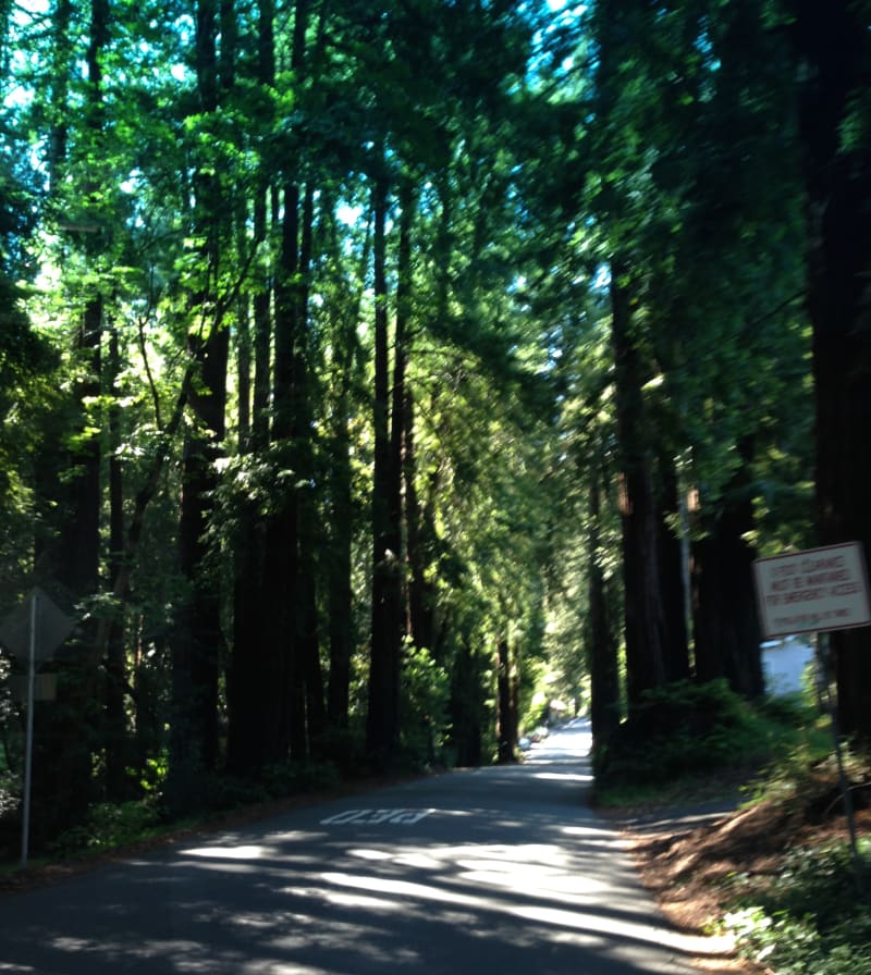 NO. 207 FIRST SAWMILL IN MARIN COUNTY 